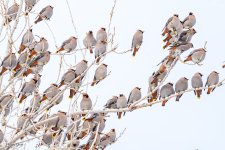 BohemianWaxwing-566.jpg
