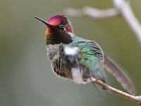 Hummer3.jpg