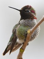 Hummer8.jpg