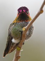 Hummer14.jpg