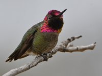 Hummer22.jpg