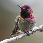 Hummer26.jpg