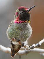 Hummer32.jpg