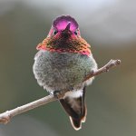 Hummer46.jpg