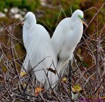 DSC_0382_001.JPG