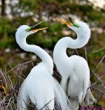 DSC_0383_001.JPG