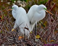 DSC_0387_001_01.JPG
