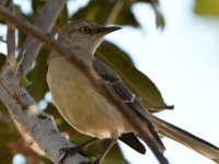 Mockingbird.jpg