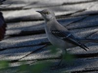 Mockingbird4.jpg
