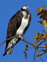 Osprey.jpg