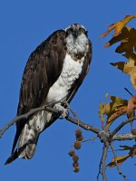 Osprey3.jpg