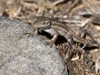Lizard.jpg