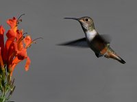 Hummer2.jpg