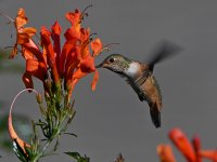 Hummer3.jpg