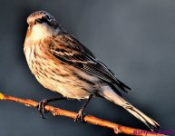 DSC_0511_001.JPG
