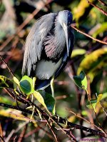 DSC_0518_001.JPG