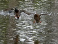 Mallard3.jpg
