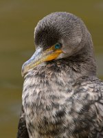 Cormorant7.jpg