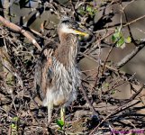 DSC_0535_001.JPG