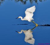 DSC_0564_001.JPG