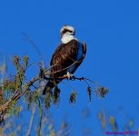 DSC_0603_001.JPG