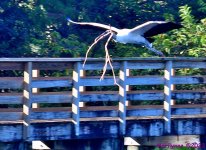 DSC_0604_001.JPG