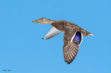 MallardFlight-566.jpg