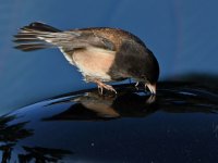 Junco2.jpg