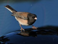 Junco3.jpg
