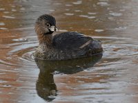 Grebe11.jpg