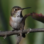 Hummer7.jpg