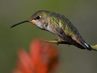 Hummer27.jpg