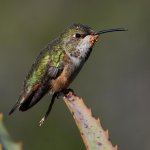 Hummer37.jpg