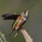 Hummer38.jpg