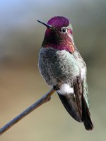 Hummer43.jpg