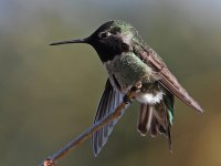 Hummer52.jpg