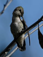 Hummer58.jpg