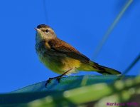 DSC_0615_001.JPG