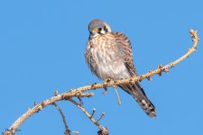 Kestrel-570.jpg