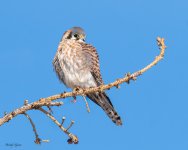 Kestrel-571.jpg