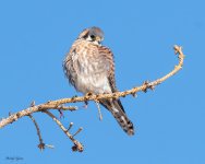 Kestrel-572.jpg