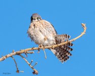 Kestrel-573.jpg