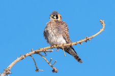 Kestrel-574.jpg