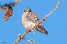 Kestrel-575.jpg