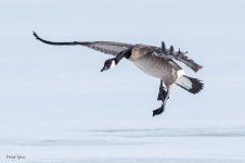 GooseLanding-570.jpg