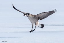 GooseLanding-571.jpg