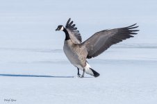 GooseLanding-572.jpg