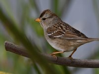 Sparrow.jpg