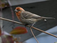Finch.jpg