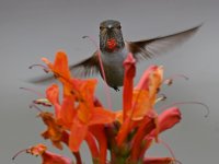 Hummer3.jpg